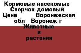 Кормовые насекомые - Сверчок домовый › Цена ­ 175 - Воронежская обл., Воронеж г. Животные и растения » Аксесcуары и товары для животных   